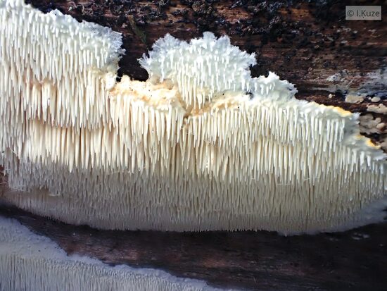 Dentipellis fragilis